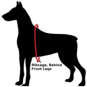 Velpro Mesh Pet Shoulder Harness Collar (Mint, 12')