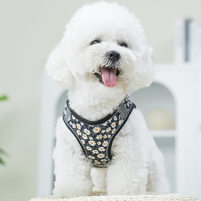 XS Dog Harness and Leash Set, Step in Dog Harness No Pull for Walking Running Training, Puppy Essentials for Dogs Cat Bunny, Adjustable Reflective Dog Vest Harness. (Black, XS)