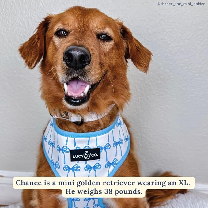 Lucy & Co. Cute Reversible Dog Harness Walking Halter - Best Designer Pet Harnesses for XS - XL Dogs - Padded Adjustable Vest for Easy Walking - Medium - White with Blue Bows