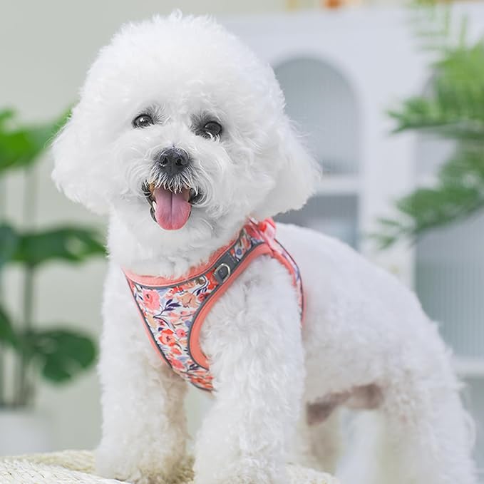 Small Dog Harness and Leash Set, Step in Dog Harness No Pull for Walking Running Training, Puppy Essentials for Dogs Cat Bunny, Adjustable Reflective Dog Vest Harness. (Orange, M)