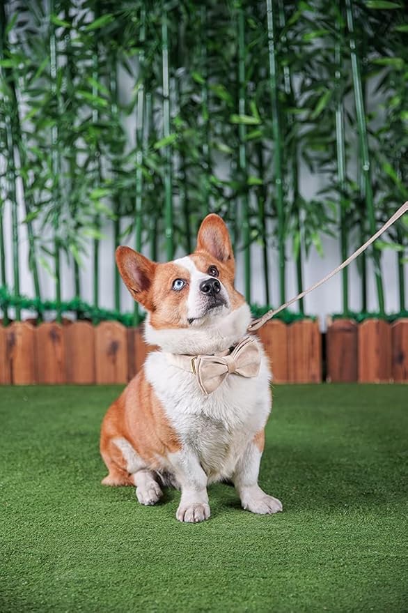 Dog Collar Custom Personalized Engraved Name and Phone Number for Puppy Small Medium Large Pets (M, Nude)