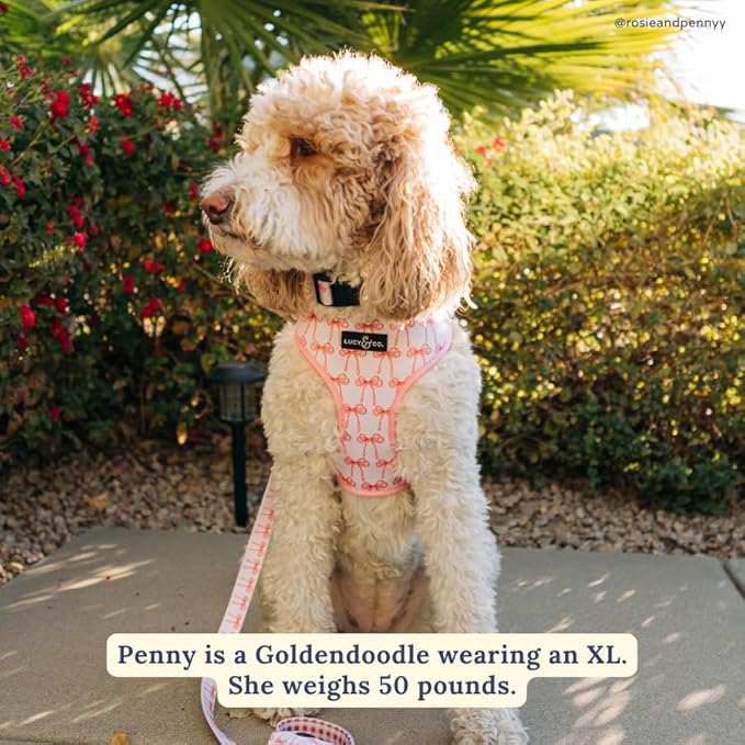 Lucy & Co. Cute Reversible Dog Harness Walking Halter - Best Designer Pet Harnesses for XS - XL Dogs - Padded Adjustable Vest for Easy Walking (X-Small, Ballet Bows - White & Pink Bows)