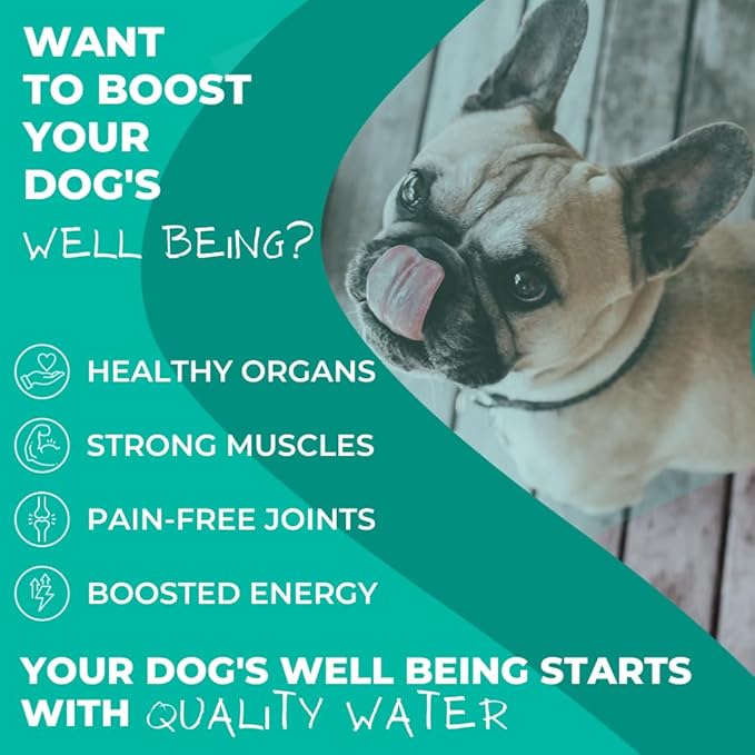 Daily Spring Canine Water, pH-Balanced Water for Dogs, Helps with Electrolytes for Dogs & Improve Dog Hydration, Mineral-Free - 12-Pack