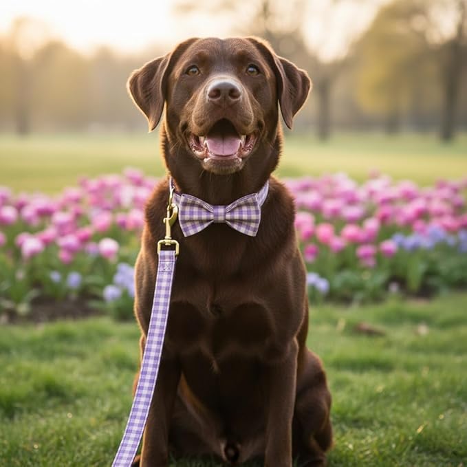 PETDURO Personalized Dog Collar Purple Gingham Plaid for Large Medium Dogs | Engraved Name and Phone Number on Gold Metal Buckle for Girls | Add Leash & Bow Tie via Customize Now