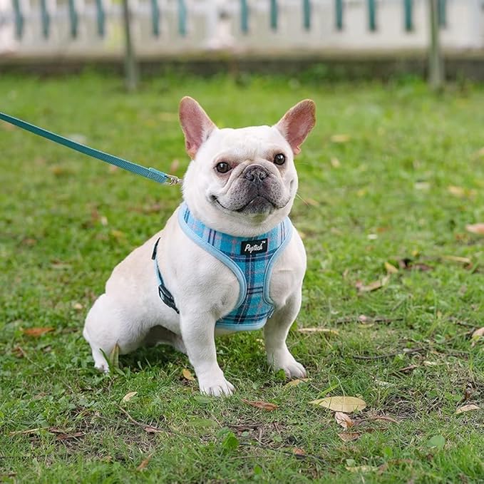 PUPTECK Soft Mesh Dog Harness and Leash Set Pet Puppy Cat Comfort Padded Vest No Pull Harnesses, Light Blue, L