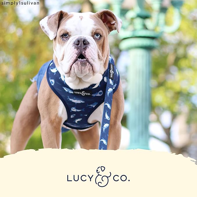 Lucy & Co. Reversible Dog Harness Walking Halter - Harnesses for Small Medium Large XL Dogs - Padded Adjustable - for German Shepherd, Pug, French Bulldog, English Bulldog (X-Small, Shark Attack)