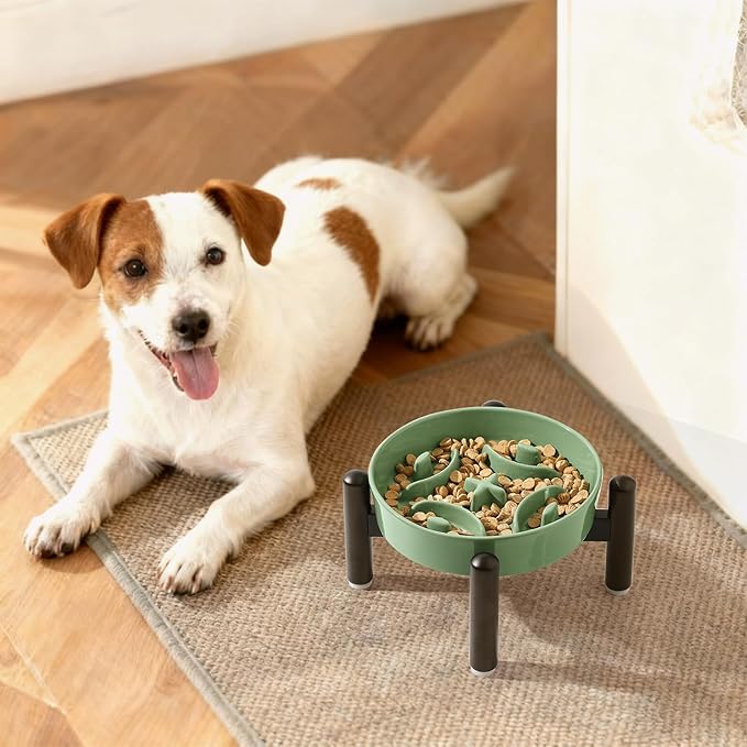 Elevated Slow Feeder Dog Bowl - Ceramic Maze Dog Food Bowl with Stainless Stand - Raised Slow Feeder for Small Breeds to Control Eating Speed - 6.3 Inch - 0.8 Cups (80g) - Green