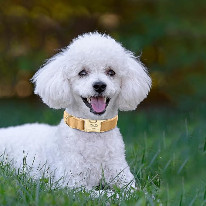 Personalized Velvet Dog Collar with Name & Phone, Multi-Color Options, Metal Quick-Release Buckle, Soft & Stylish (Style-D)