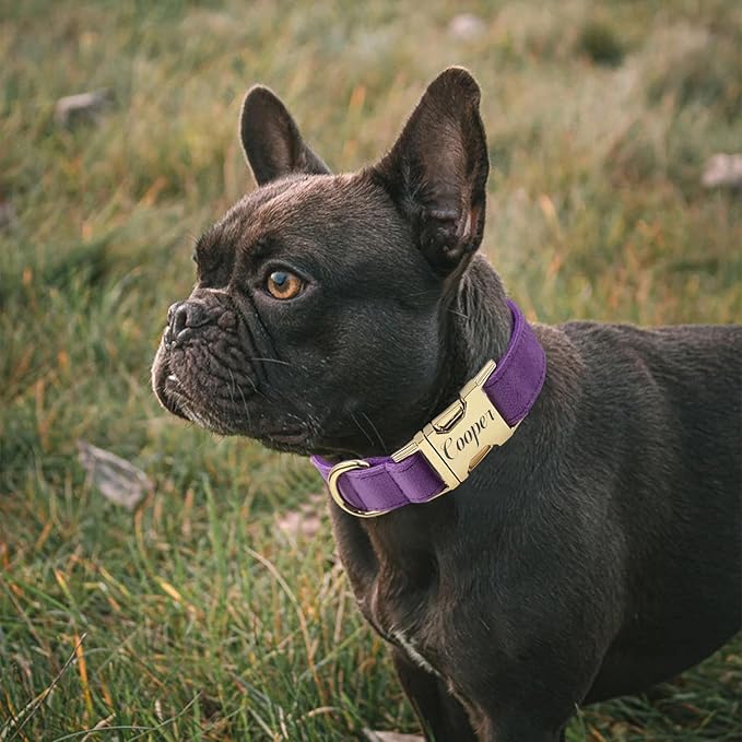 Personalized Velvet Dog Collar with Name & Phone, Multi-Color Options, Metal Quick-Release Buckle, Soft & Stylish (Style-A)