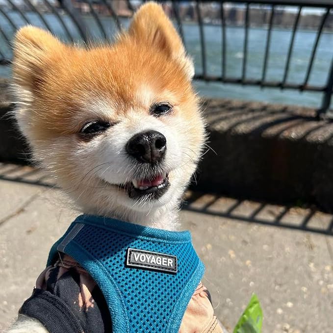 Voyager Step-in Air All Weather Mesh Harness and Reflective Dog 5 ft Leash Combo with Neoprene Handle, for Small, Medium and Large Breed Puppies by Best Pet Supplies - Set (Turquoise), S