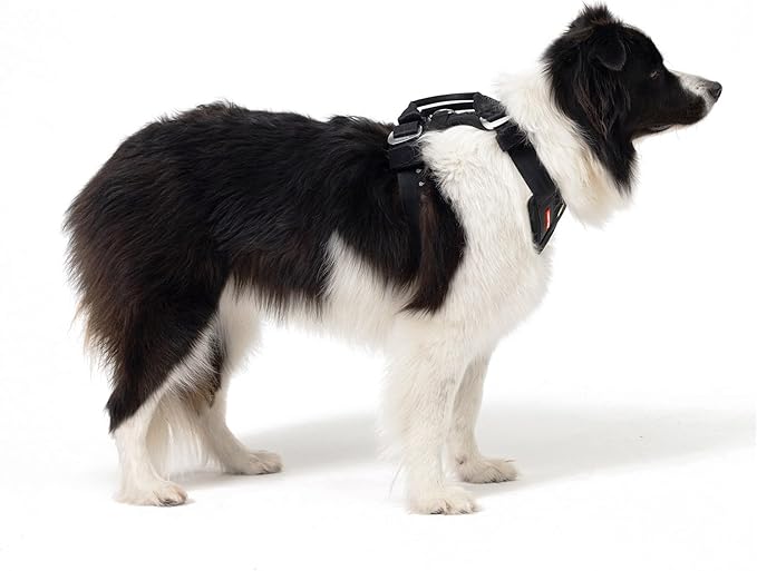 Ezydog Drive Dog Car Harness – Crash Tested and Certified (US-FMVSS 213) Dog Seat Belt Harness for Safe Travel, Adjustable with Padded Comfort (Medium)