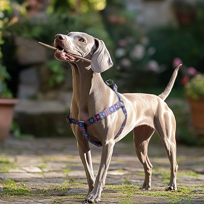 QQPETS Dog Harness Leash Set Adjustable Heavy Duty No Pull Halter Harnesses for Small Medium Large Breed Dogs Back Clip Anti-Twist Perfect for Walking