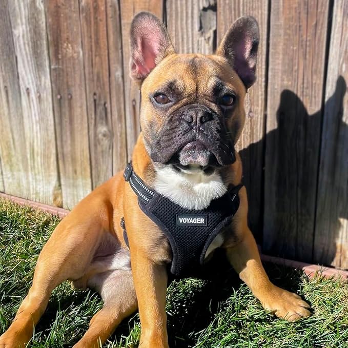 Best Pet Supplies Voyager Mesh Dog Breathable Harness Reflective Stitching, All Weather Adjustable for Walking Training, or Running - Heavy Duty & Durable, Harness (Black), S