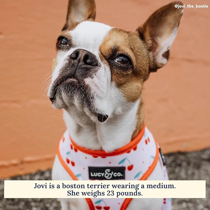 Lucy & Co. Cheery Cherries, Cute Reversible Dog Harness Walking Halter - Best Designer Pet Harnesses for XS - XL Dogs - Padded Adjustable Vest for Easy Walking (Medium)
