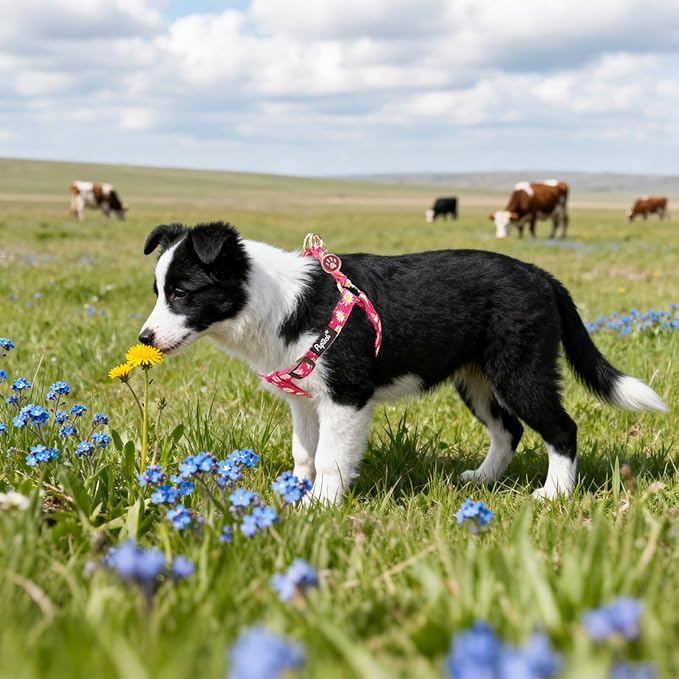 PUPTECK No Pull Dog Harness Soft Adjustable Basic Nylon Step in Puppy Vest Outdoor Walking with ID Tag, Fuchsia Daisy, L