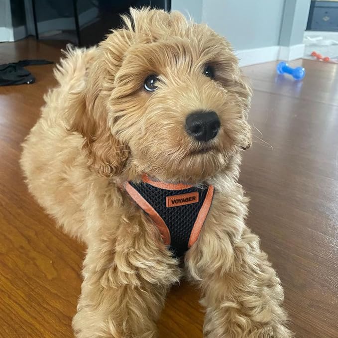 Voyager Step-in Air All Weather Mesh Harness and Reflective Dog 5 ft Leash Combo with Neoprene Handle, for Small, Medium and Large Breed Puppies by Best Pet Supplies - Black/Orange Trim, Small