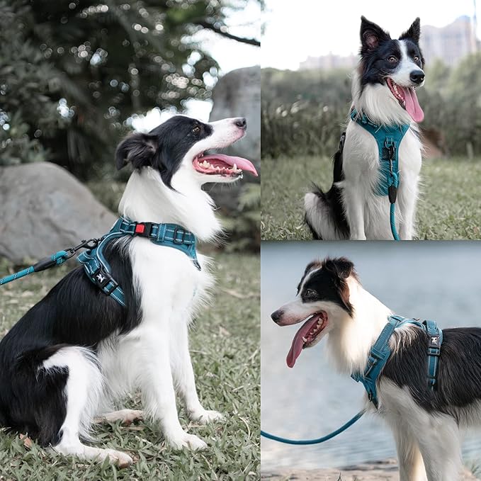 PoyPet No Pull Dog Harness and 5 Feet Leash Set, Release on Neck Reflective Adjustable Pet Vest, Front & Back 2 D-Ring and Soft Padded Pet Harness with Handle for Small to Large Dogs(Tumalo Teal,M)