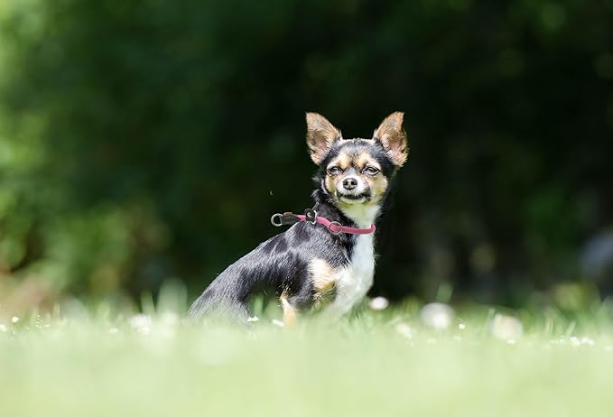 Braided Round Martingale Dog Collar, Training Collar with Slidable Stop Ring and Adjustable Stopper - Ideal for Small Dogs (S(1/4") - 14" Long, Pink)