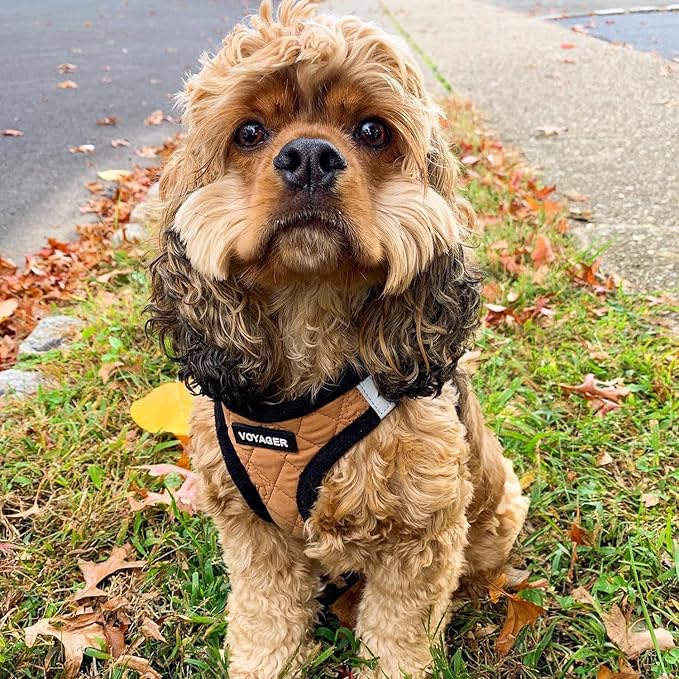 Best Pet Supplies - All Weather Mesh/Plush, Reflective, No Pull Harness for Small, Medium Dogs, Cats - Secure with Hook & Loop Fastener, Buckle, Double D-Rings - Beige Plush, M