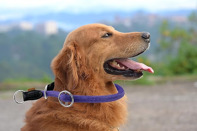 Braided Round Martingale Dog Collar, Training Collar with Slidable Stop Ring - Ideal for Medium/Large Dogs (M+(1/2") - 18" Long, Purple)