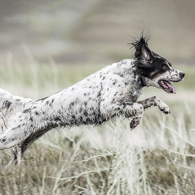 SportDOG SportHunter 1825X Remote Trainer - Long-Range Signal Unit - Quick-Charge Collar - Adjustable Training Collar - Waterproof Dog Training Gear - 1-Mile Range - Black