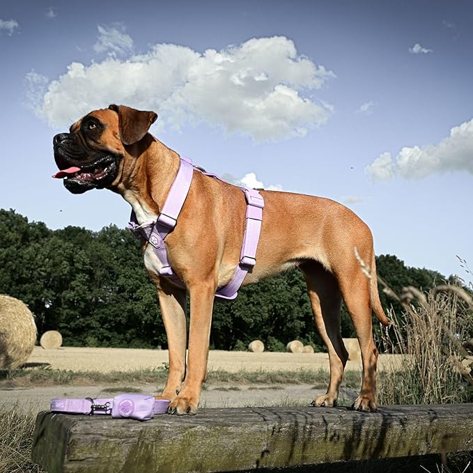 Spark Paws No Pull Dog Harness for Large Dogs, Heavy Duty Dog Harness for Big Strong Breeds, Adjustable, Y Shaped Padded Halter Design with Front Clip - Purple - Medium