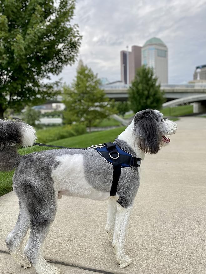 ShawnCo Essential Dog Harness, No-Pull Pet Vest with 3 Leash Clips, No Choke, Reflective, Adjustable and Padded, for Easy Walking and Training for Small, Medium and Large Dogs (Pacific Blue, L)