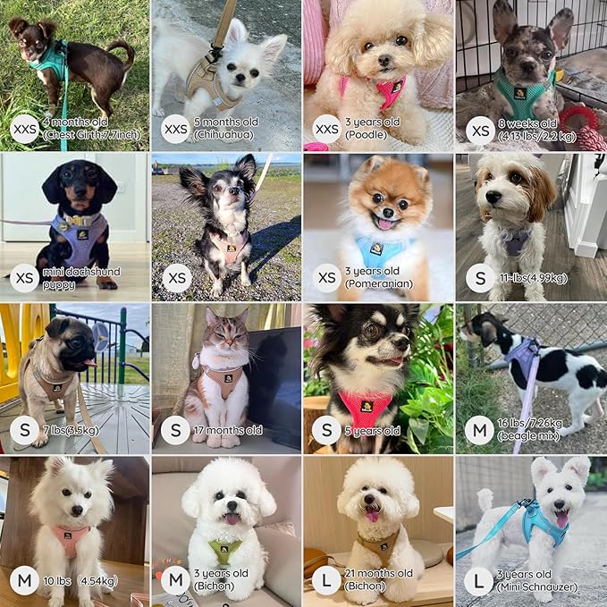 BELLA & PAL Step in Vest Harness for Small and Medium Dogs, No Pull Small Dog Harness with Leash Set, Comfortable Air Mesh Dog Vest Harness with Reflective Strip (Emerald, XS)