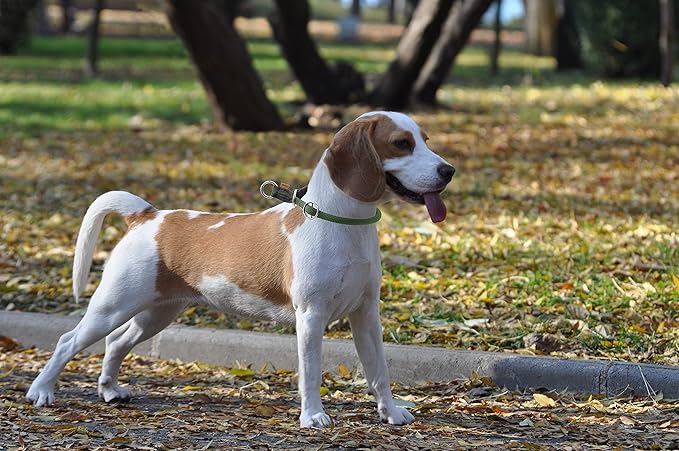 Braided Round Martingale Dog Collar, Training Collar with Slidable Stop Ring - Ideal for Small Medium Dogs (M- (1/3") - 18" Long, Dark Green)
