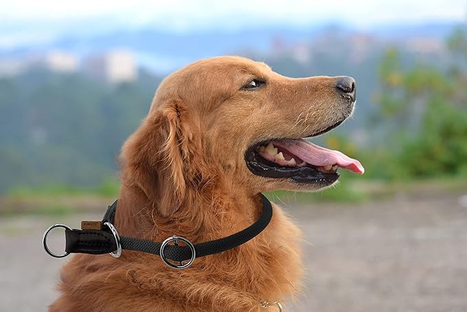 Braided Round Martingale Dog Collar, Training Collar with Slidable Stop Ring - Ideal for Medium/Large Dogs (M+(1/2") - 18" Long, Black)