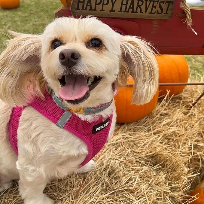 Voyager Step-in Air All Weather Mesh Harness and Reflective Dog 5 ft Leash Combo with Neoprene Handle, for Small, Medium and Large Breed Puppies by Best Pet Supplies - Set (Fuchsia), M