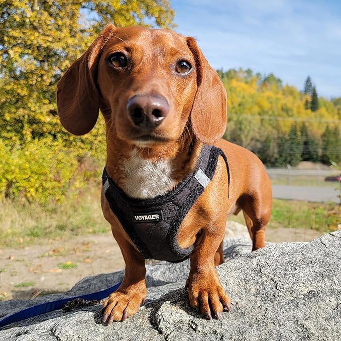 Best Pet Supplies - All Weather Mesh/Plush, Reflective, No Pull Harness for Small, Medium Dogs, Cats - Secure with Hook & Loop Fastener, Buckle, Double D-Rings - Black Plush, XS