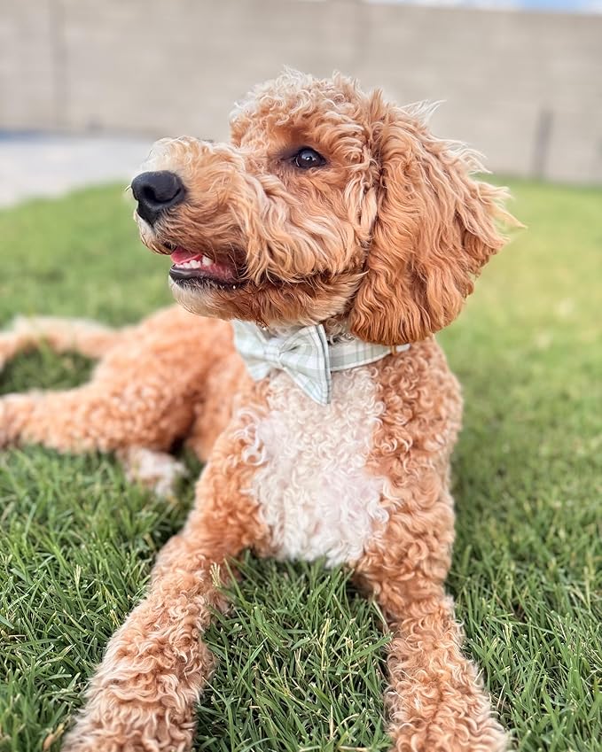 PETDURO Personalized Dog Collar Olive Green Plaid for Large Medium Dogs | Engraved Name and Phone Number on Gold Metal Buckle for Boys & Girls | Add Leash & Bow Tie via Customize Now