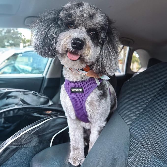 Voyager Step-in Air All Weather Mesh Harness and Reflective Dog 5 ft Leash Combo with Neoprene Handle, for Small, Medium and Large Breed Puppies by Best Pet Supplies - Set (Purple), XL