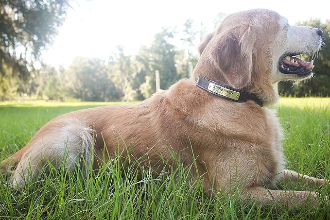 Custom Leather Dog Collars, Leather and Brass Dog Collar, 5/8, 3/4 and 1 Width Leather Dog Collars, Included Custom Engraved Personalized Name Plate (1 Inch Width)