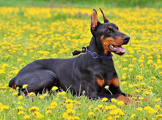 Braided Round Martingale Dog Collar, Training Collar with Slidable Stop Ring and Adjustable Stopper - Ideal for Extra Large Dogs (XL(1/2") - 24" Long, Purple)