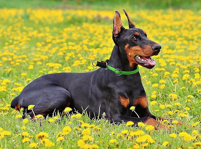 Braided Round Martingale Dog Collar, Training Collar with Slidable Stop Ring - Ideal for Large Dogs (L(1/2") - 22" Long, Light Green)