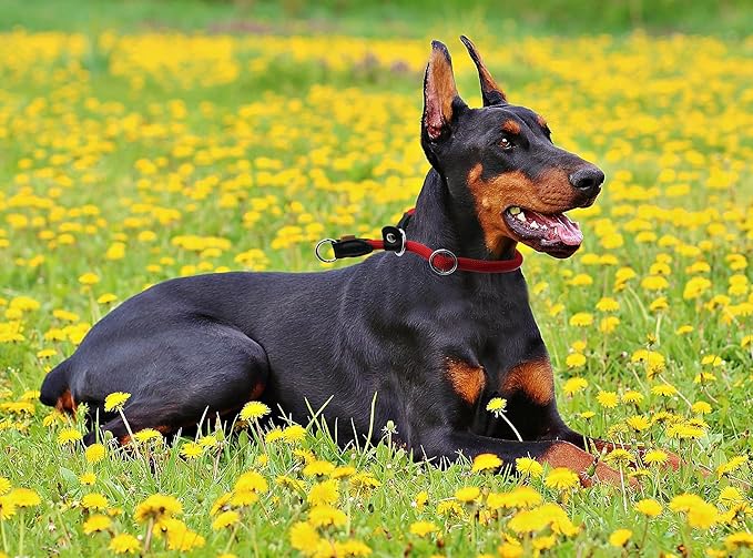 Braided Round Martingale Dog Collar, Training Collar with Slidable Stop Ring and Adjustable Stopper - Ideal for Extra Large Dogs (XL(1/2") - 24" Long, Red)