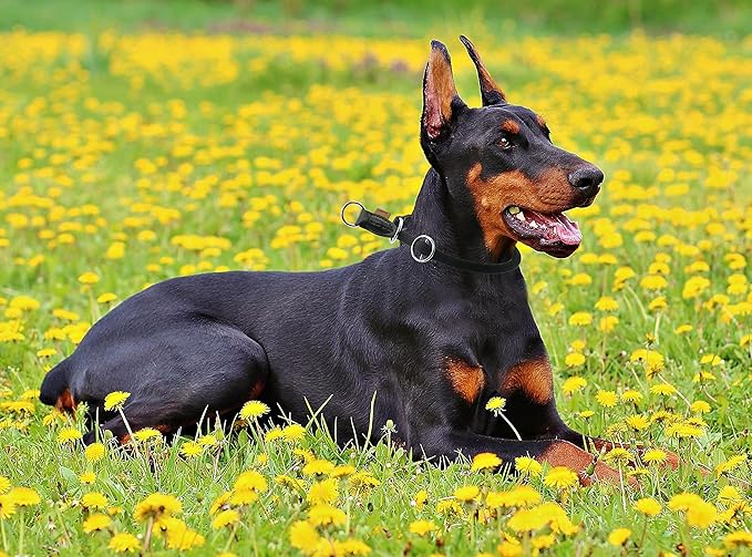 Braided Round Martingale Dog Collar, Training Collar with Slidable Stop Ring - Ideal for Large Dogs (XL(1/2") - 26" Long, Black)