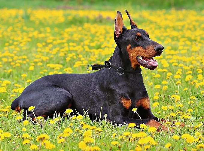 Braided Round Martingale Dog Collar, Training Collar with Slidable Stop Ring and Adjustable Stopper - Ideal for Extra Large Dogs (XL(1/2") - 24" Long, Black)