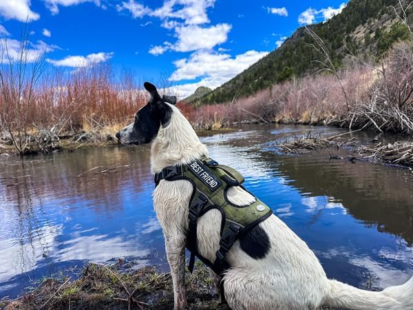 AUROTH Escape Proof Dog Harness - No Pull with Lift Handle, Soft Padded Reflective Adjustable Vest, Large for Walking Hiking Training