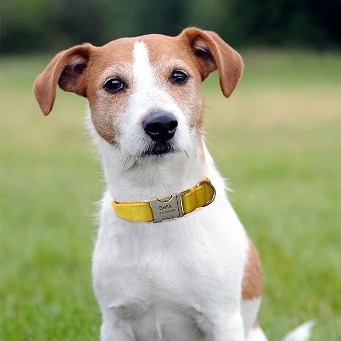Dog Collar Custom Personalized Engraved Name and Phone Number for Puppy Small Medium Large Pets (XL, Yellow)