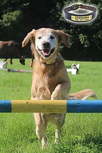 Custom Leather Dog Collars, Leather and Brass Dog Collar, 5/8, 3/4 and 1 Width Leather Dog Collars, Included Custom Engraved Personalized Name Plate (1 Inch Width)