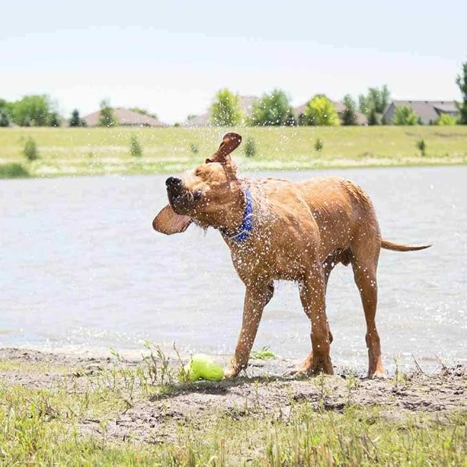 dogIDs Personalized Dog Collar – ScruffTag Custom Waterproof Biothane Dog Collar with Laser-Engraved Name, Durable & Odor-Resistant – USA Made | Lavender, 5/8 in x 8 in (Fits Neck Sizes 7-9 in)