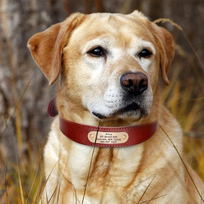 Didog Genuine Leather Dog Collars with Engraved Nameplate, Personalized Soft Leather Dog Collar with Custom ID Tag, Brown/Green/Red for Medium Large Dogs (XXL,Red)