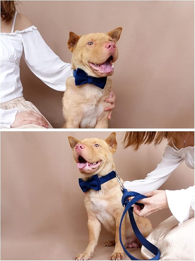 Dog Collar Custom Personalized Engraved Name and Phone Number for Puppy Small Medium Large Pets (M, Blue)