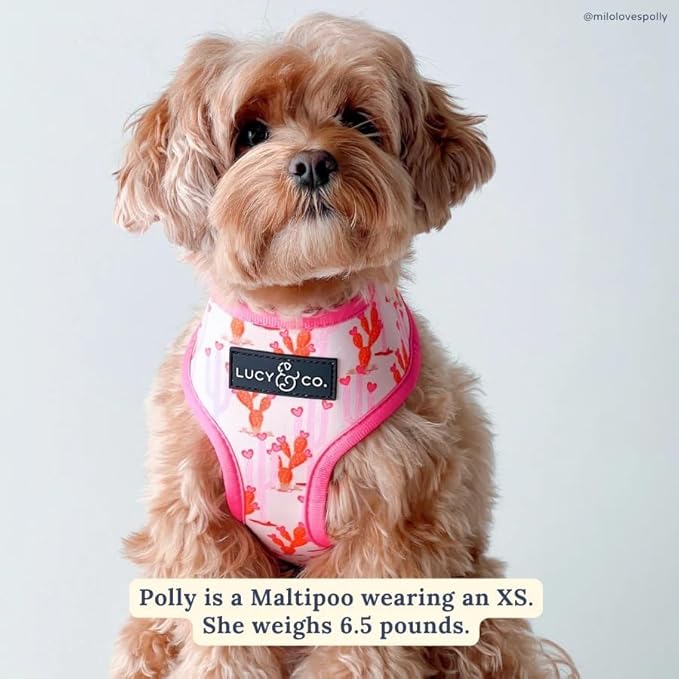 Lucy & Co. Little Lamb Adjustable Dog Collar- Cute Designer Pet Collar for Small, Medium, Large Dogs- Buckle Closure Dog Accessories, Large, Yellow Floral