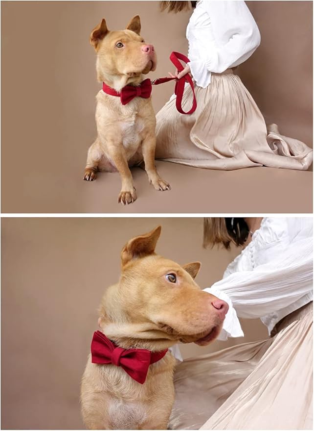 Dog Collar Custom Personalized Engraved Name and Phone Number for Puppy Small Medium Large Pets (XL, Red)