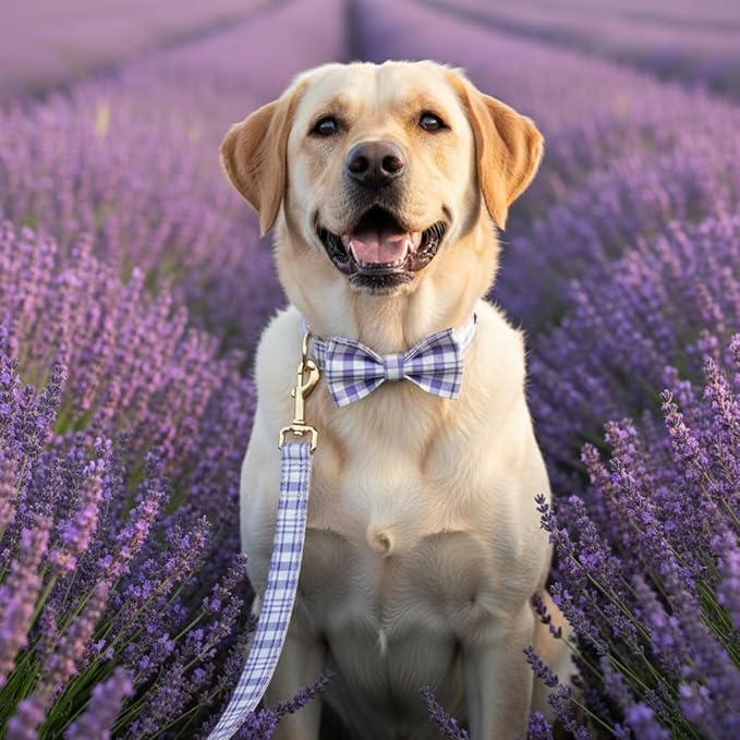 PETDURO Personalized Dog Collar Lavender Plaid for Large Medium Dogs | Engraved Name and Phone Number on Gold Metal Buckle for Girls | Add Leash & Bow Tie via Customize Now