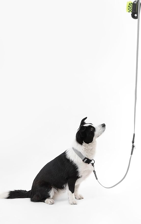 WLK1006N-5SET Luna Large 8FT Adjustable 6-in-1 Waterproof Hands-Free Leash and Collar with LED Flashlight, Bag Dispenser, and Poop Bag Holder, Martini